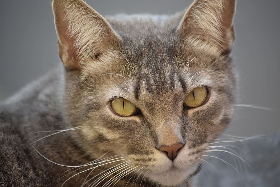 cat, pet, animal themes, feline, one animal, mammal, pets, domestic cat HD wallpaper