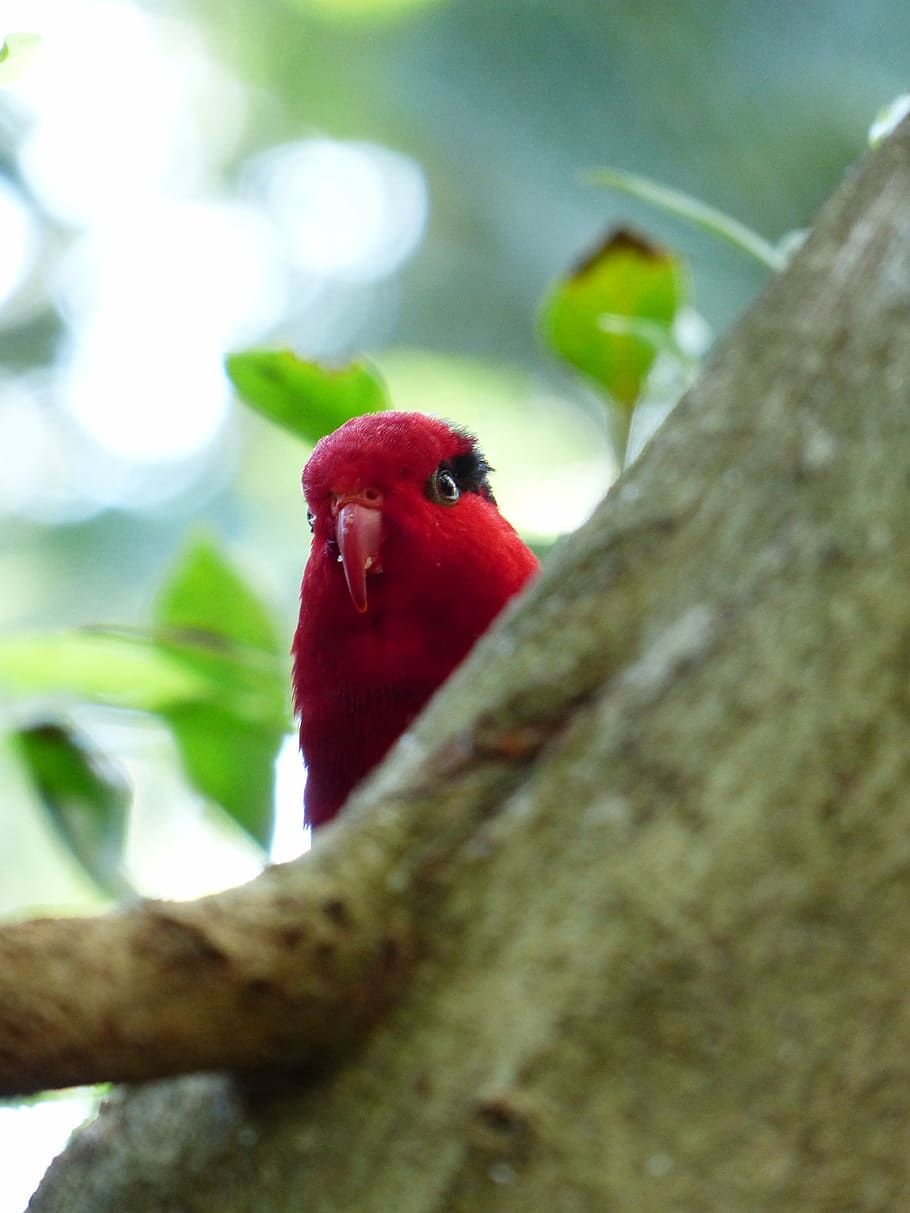 parrot, red, bird, bill, lori, loriinae, honey parrot, actual parrots HD wallpaper