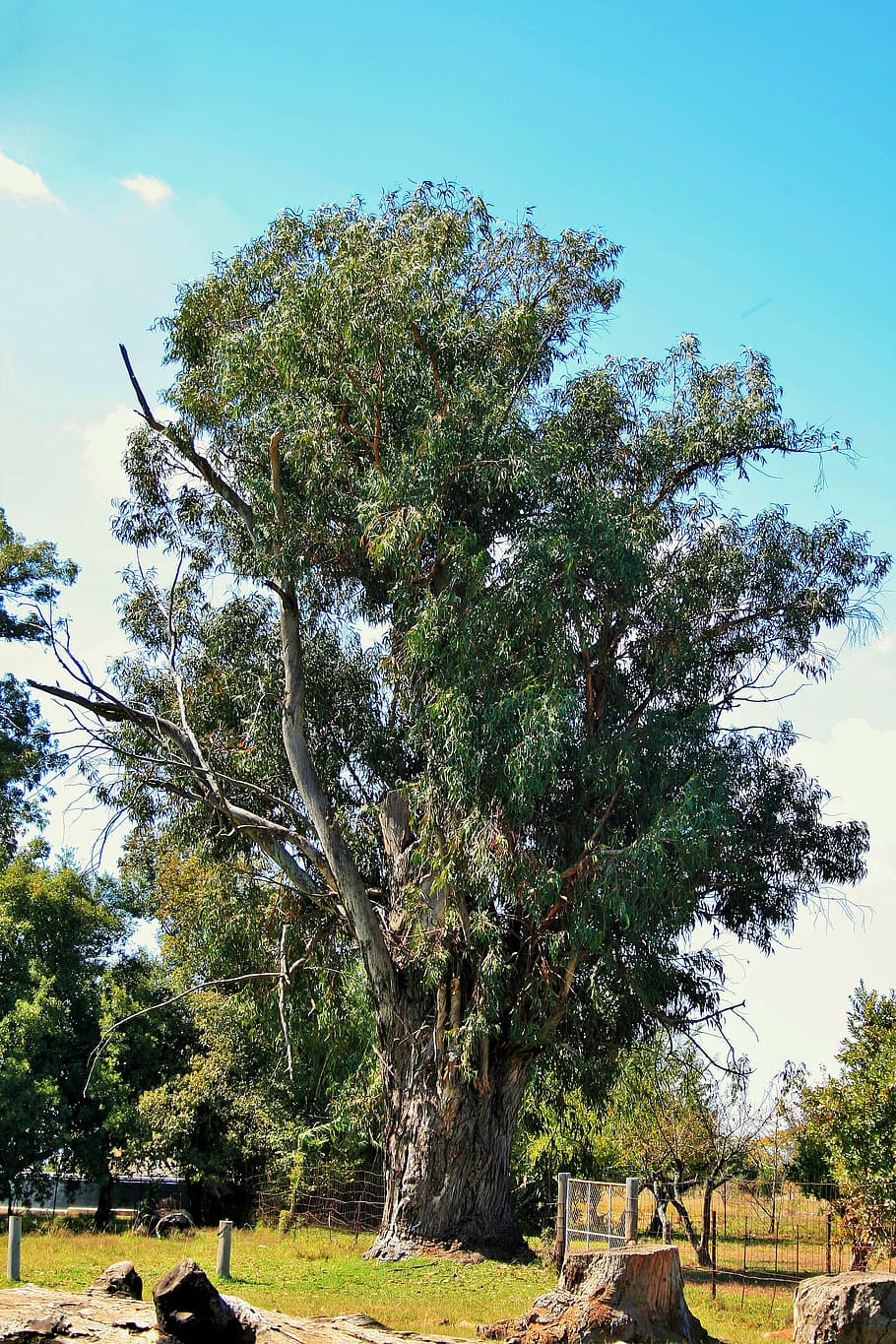 tall tree, eucalyptus, farm, willem prinsloo, agriculture farm HD wallpaper