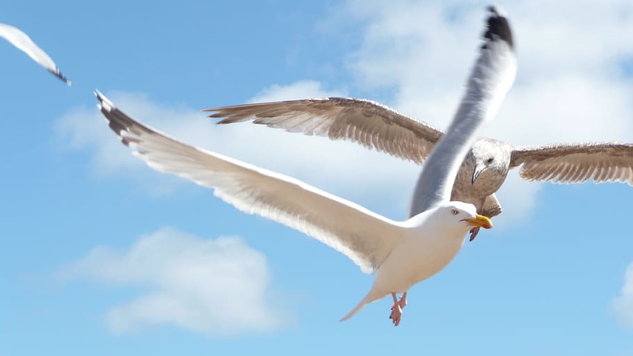Seagulls, Flying, Birds, Pair, Couple, white, wings, grey, blue HD wallpaper