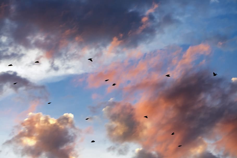 Sunset, Clouds, Cloudscape, Birds, nature, sunlight, blue, outdoor, HD wallpaper