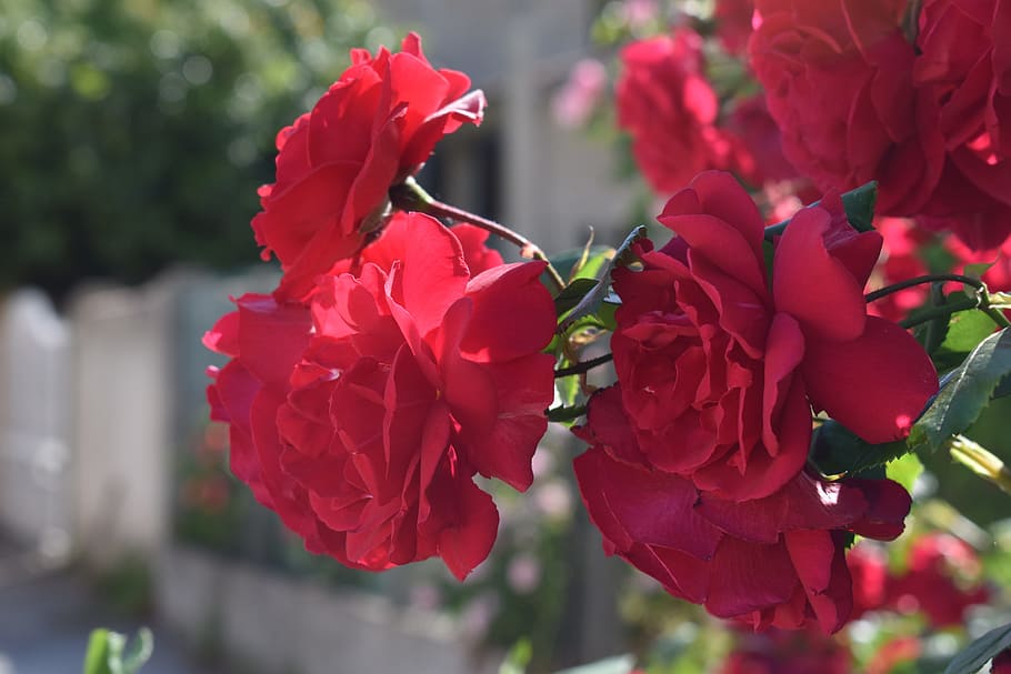 flower, rose, red, flowering plant, beauty in nature, vulnerability HD wallpaper