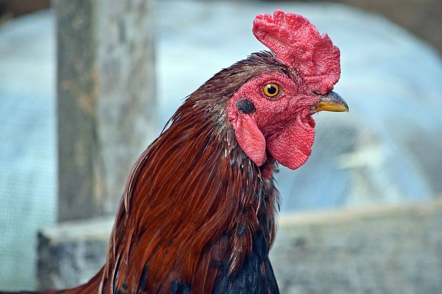 cock, bird, chicken, farm, chicken - Bird, agriculture, rooster HD wallpaper