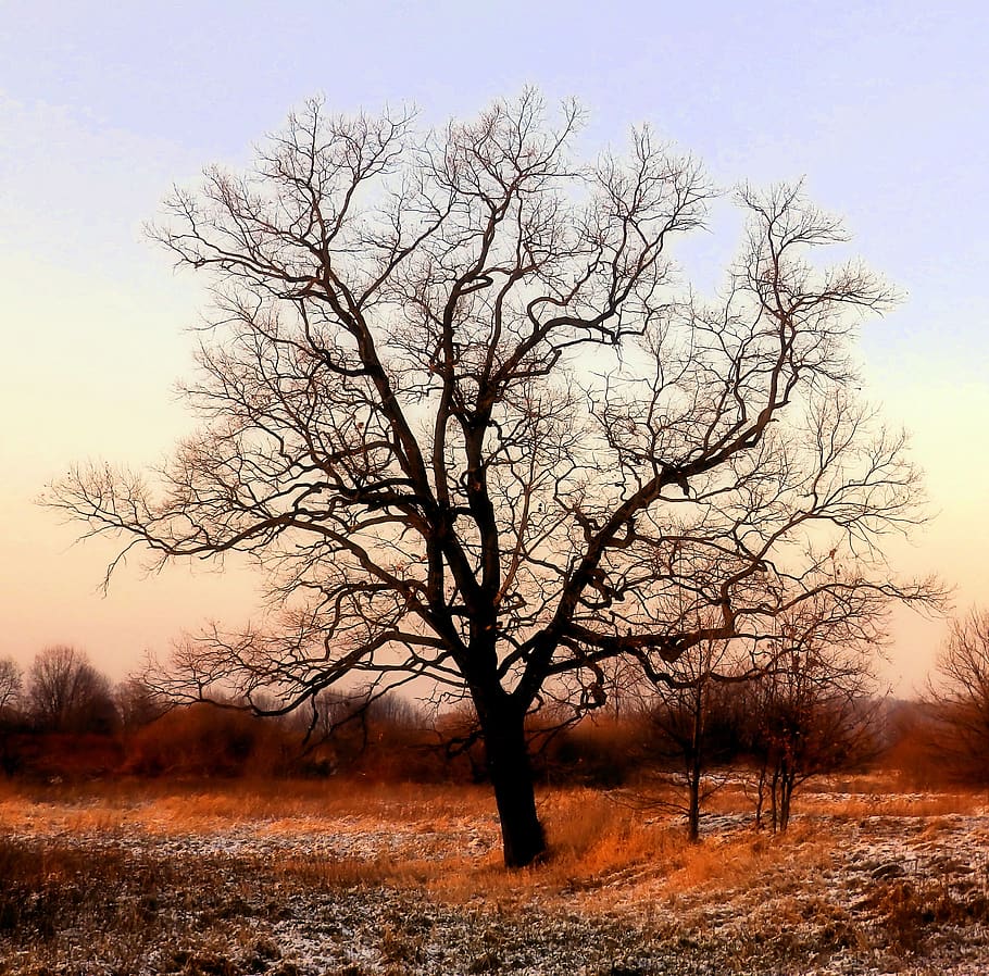 tree, autumn, rust, twilight, sunset, ground frost, rudy, loneliness, HD wallpaper