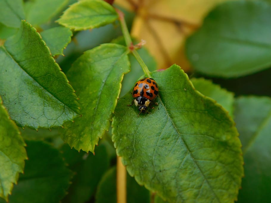 ladybug, beetle, ladybug leaf, lucky charm, crawl, insect, nature HD wallpaper