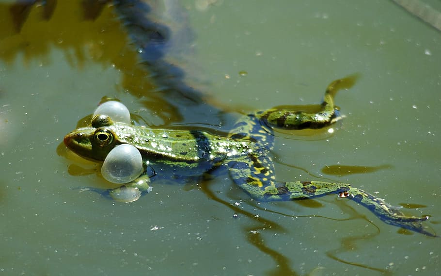 Frog, Pond, Air, Bubbles, Toad Lake, frog pond, air bubbles HD wallpaper