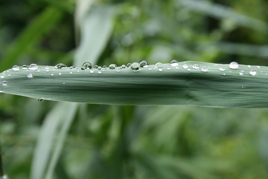 Grass, Drop, Water, Field, Meadow, Halm, water droplets, dew HD wallpaper