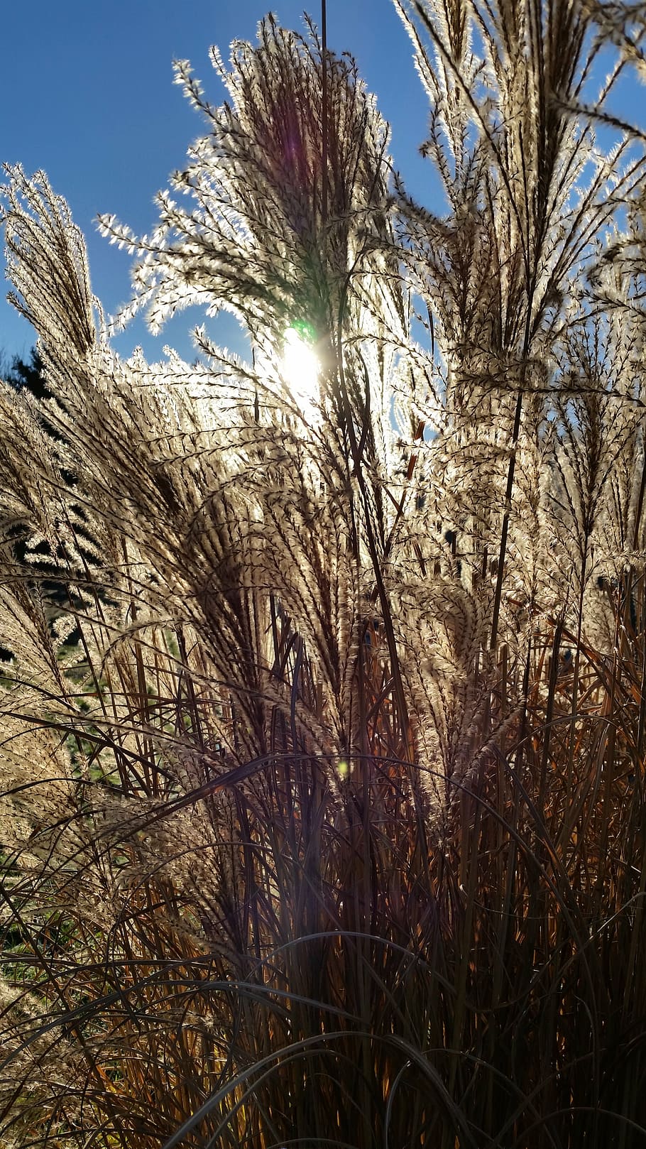 grass, nature, sunlight, field, backlight, summer, plant, sky HD wallpaper