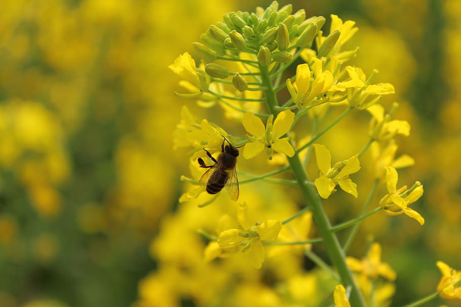 spring, plant, rape, bee, flowering plant, animals in the wild HD wallpaper