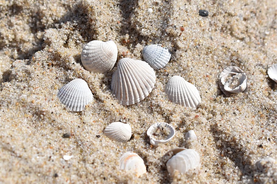 seashell, sand, beach, the coast, shells, land, animal shell HD wallpaper