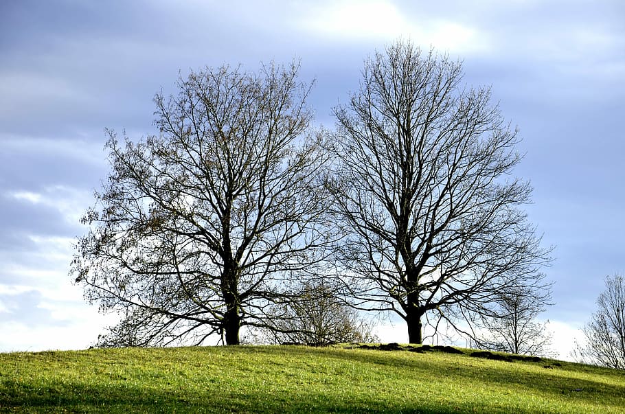 Tree, Nature, Natural, Colorful, trees, sun, sunny, cloud, beautiful HD wallpaper