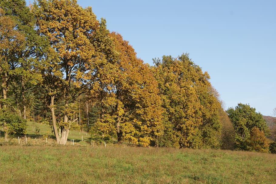 forest, autumn, nature, trees, autumn forest, golden autumn HD wallpaper