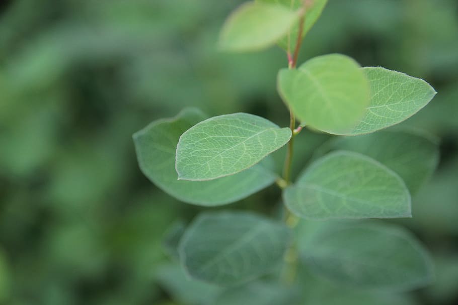 leaf, branch, leaves, nature, tree, branches, forest, plant HD wallpaper