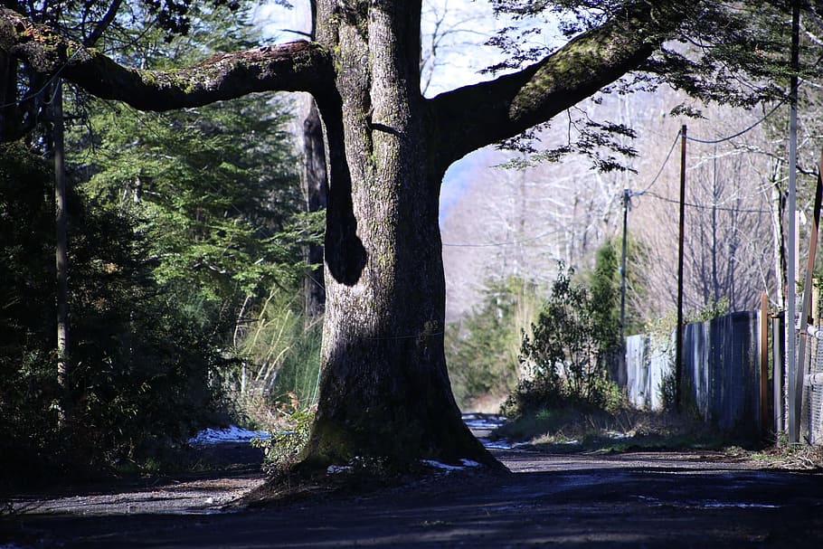 path, tree, pucon, plant, tree trunk, growth, nature, forest HD wallpaper
