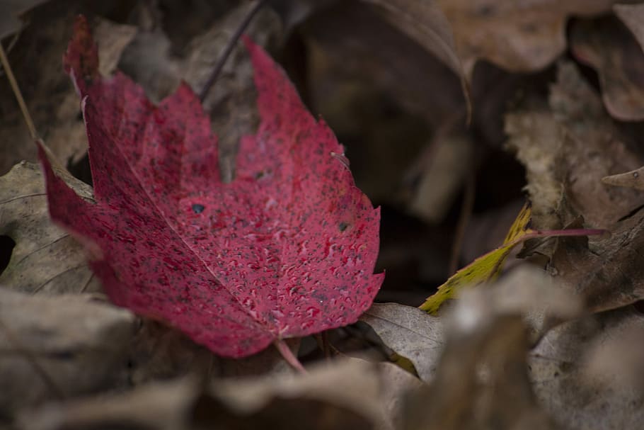 closeup photography of red leaf, closeup photography of red maple leaf HD wallpaper
