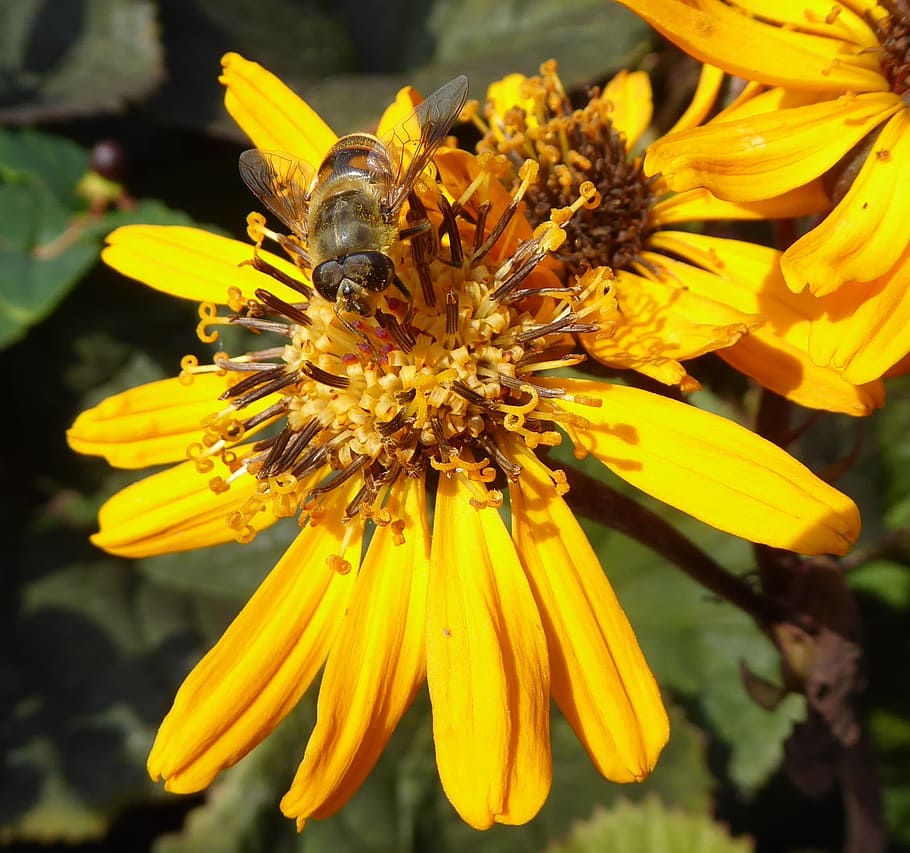bees, summer, flower, bug, yellow, autumn, pollen, close up HD wallpaper