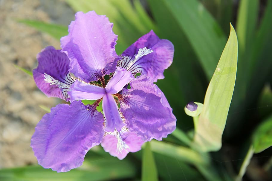 purple iris, flowering plant, beauty in nature, petal, freshness HD wallpaper