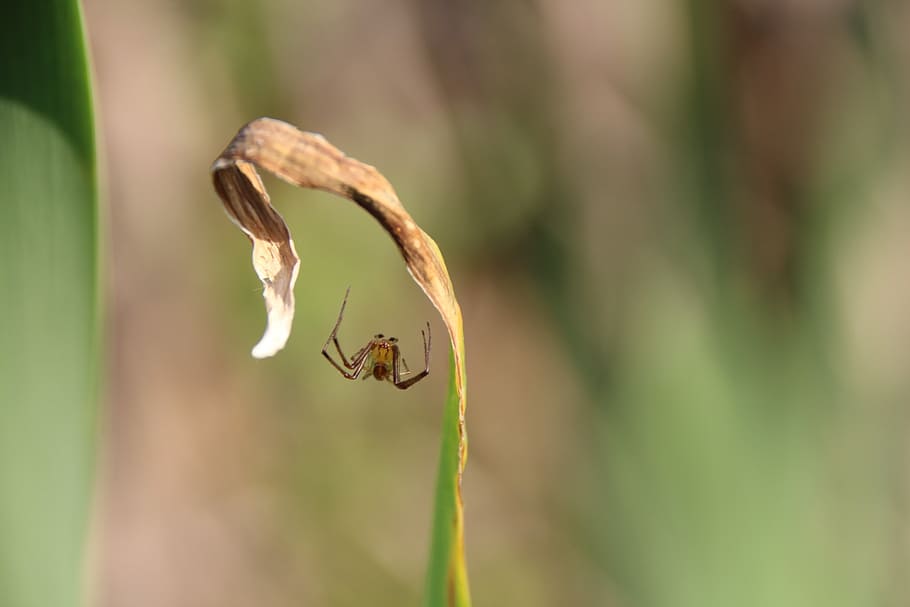 spider, macro, nature, close, leaf, krabbeltier, animal themes HD wallpaper