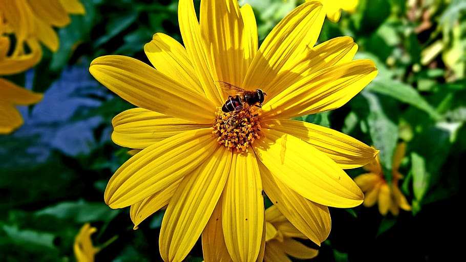 flower, yellow, hoverfly, autumn, flowering plant, invertebrate HD wallpaper