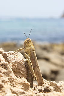 Locust, Spain, Beach, Insect, invertebrate, grasshopper, wildlife HD wallpaper
