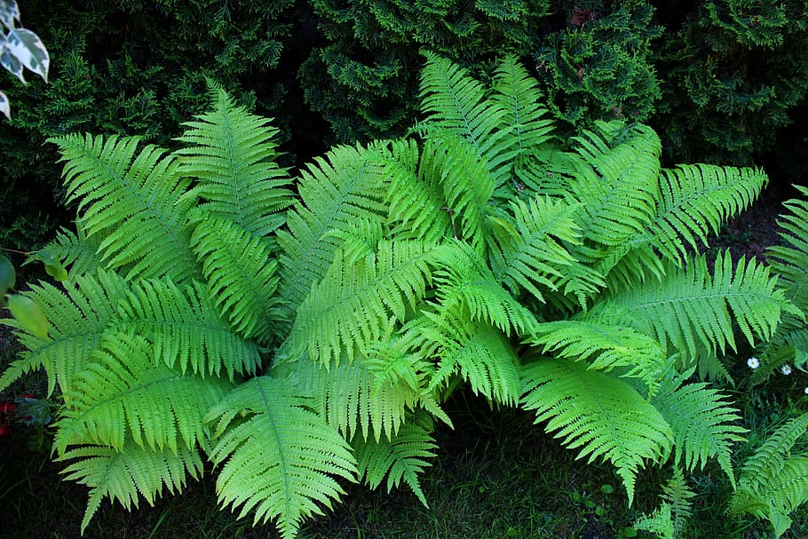 Spring, Forest, Garden, Green, Plant, fern, wet, shadow, moss HD wallpaper