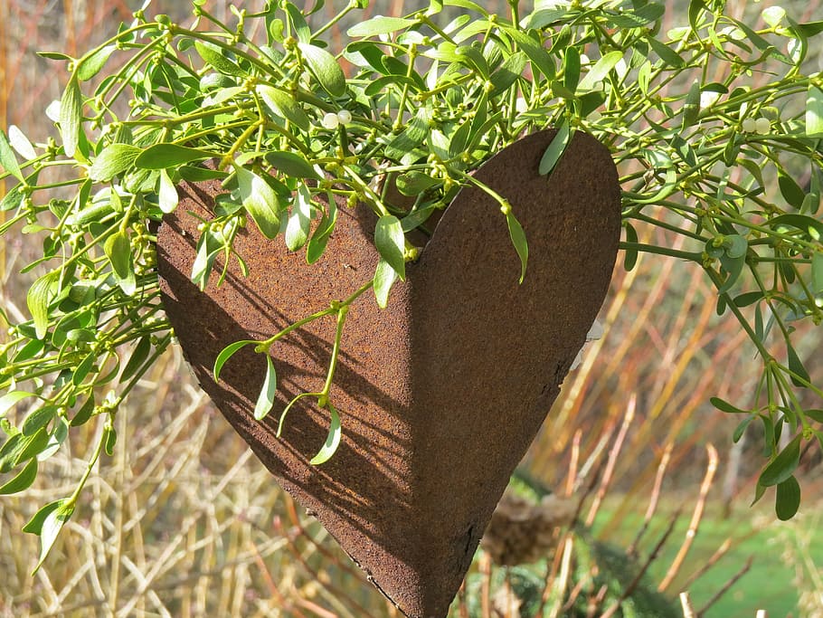 Heart, Sheet, Flowerpot, Mistletoe, viscum, plant, planted HD wallpaper