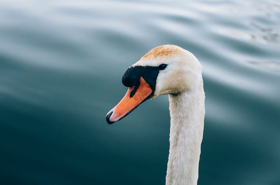close-up photo of swan head near body of water, white, duck HD wallpaper