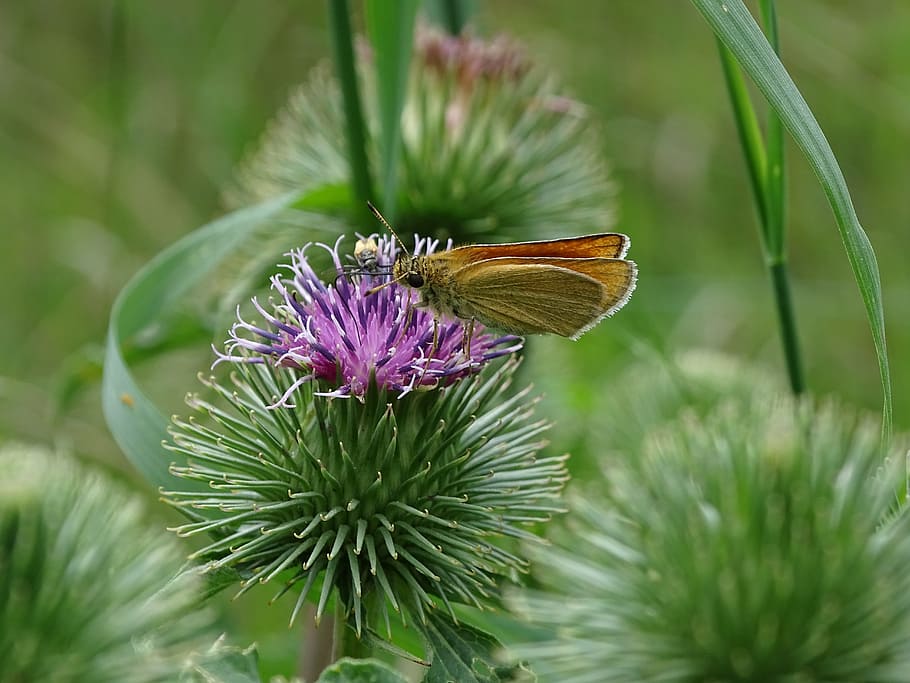 thistle, butterfly, macro, insect, flower, flora, nature, plant HD wallpaper