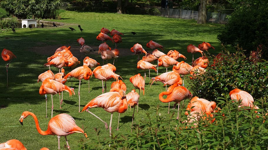 flamingo, birds, zoo, animal, animal themes, vertebrate, animals in the wild HD wallpaper