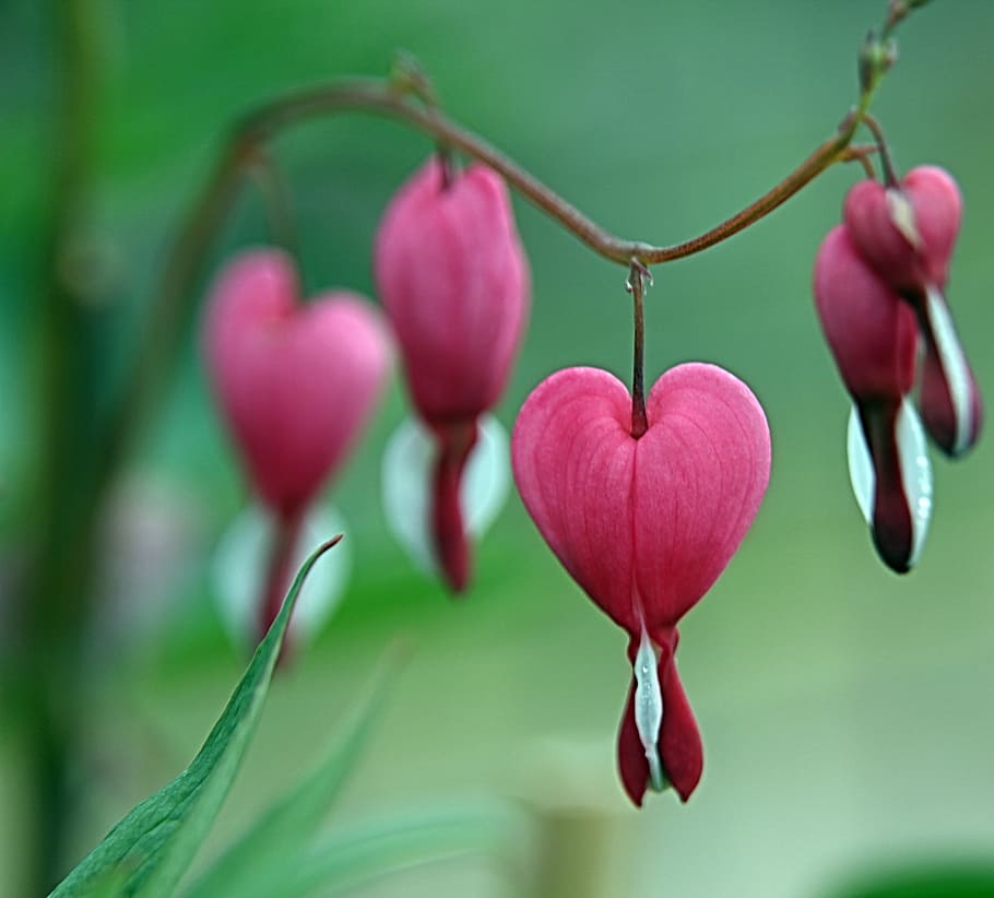 close-up photo of red Bleeding Heart  flower, pink, heart shape