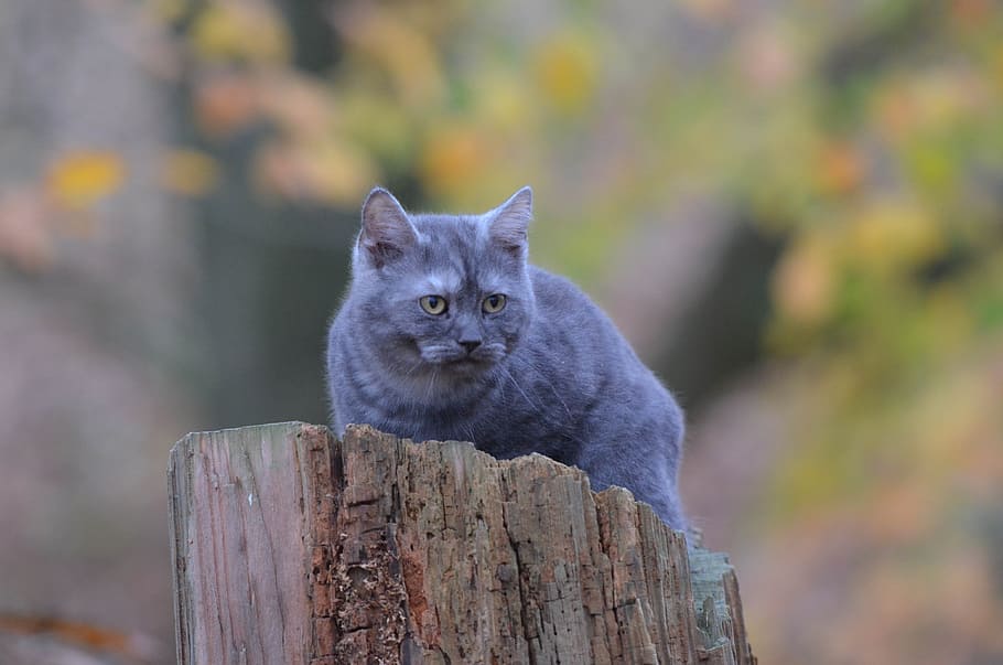 Cat, Tree, Young, Forest, young cat, one animal, focus on foreground HD wallpaper