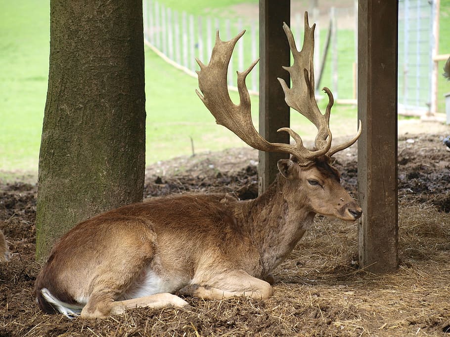 Hirsch, Antler, Wild, Forest, Nature, red deer, wildlife park HD wallpaper