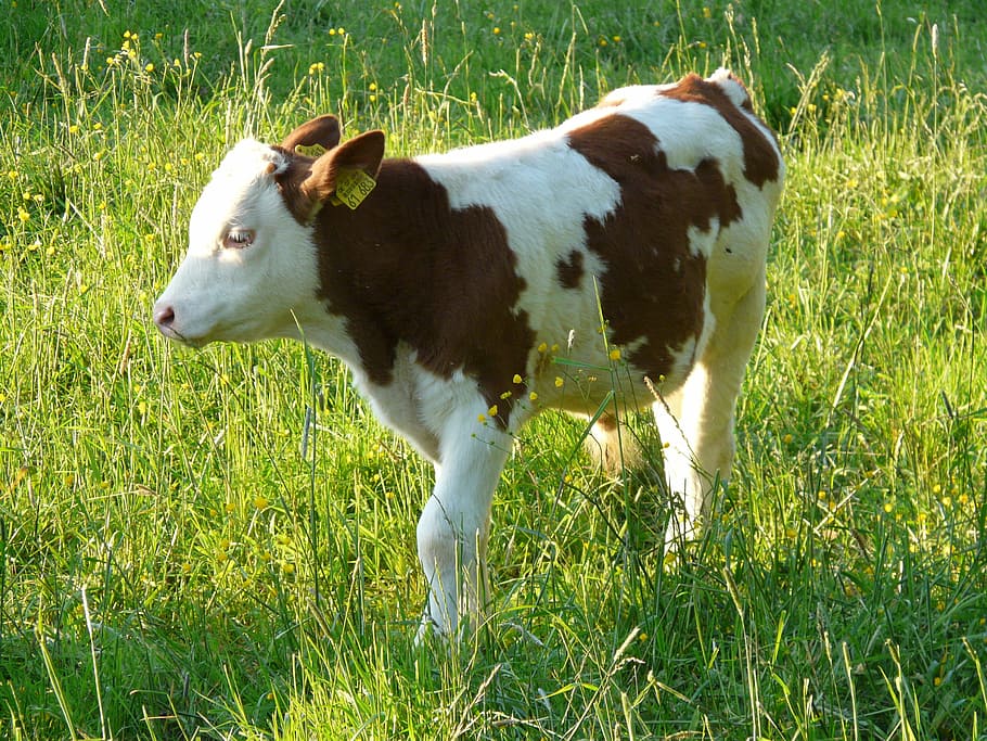 brown and white cattle on grass fied, calf, young animal, cow