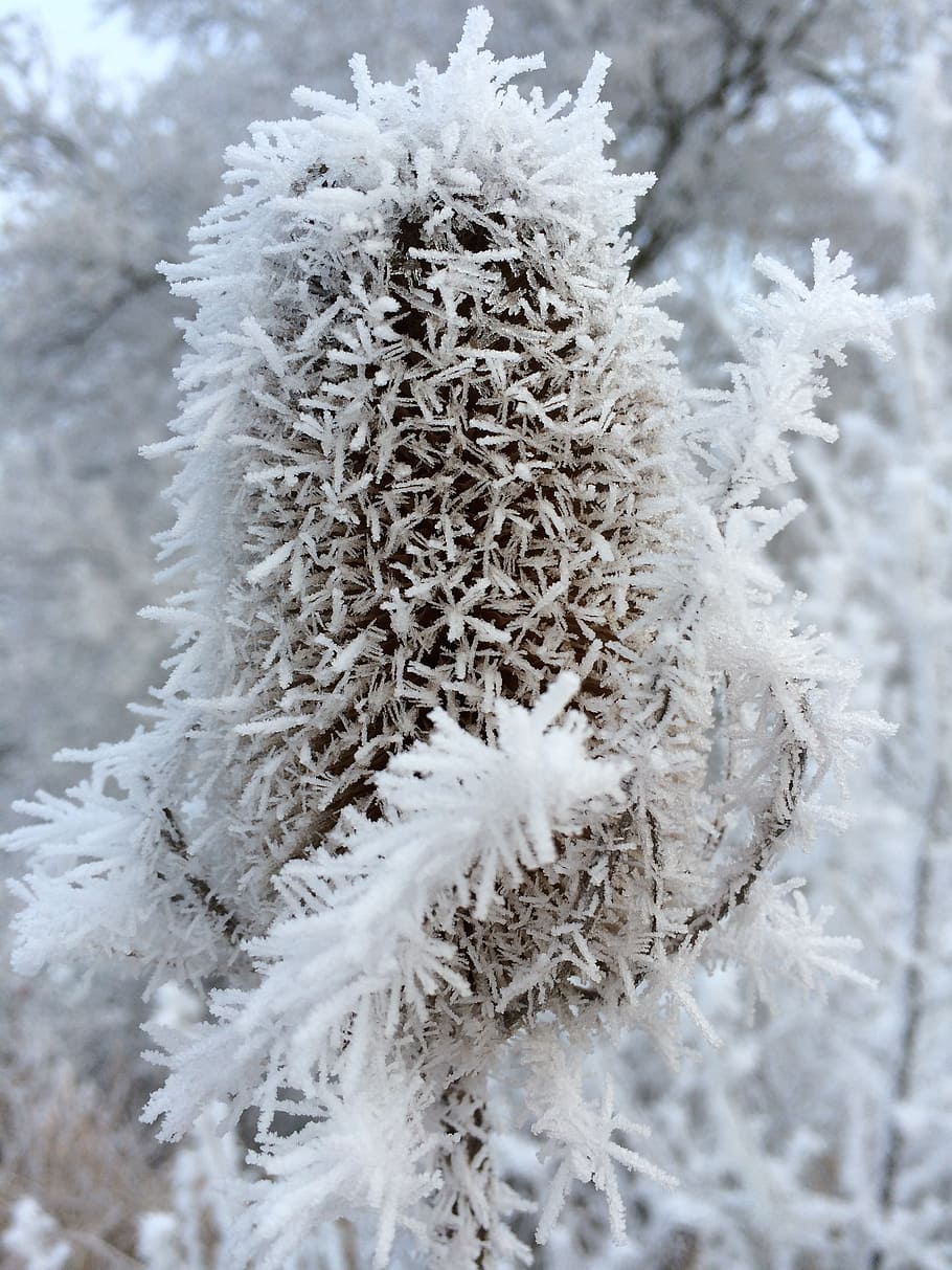 ice, frost, winter, cold, winter magic, nature, ice crystal HD wallpaper