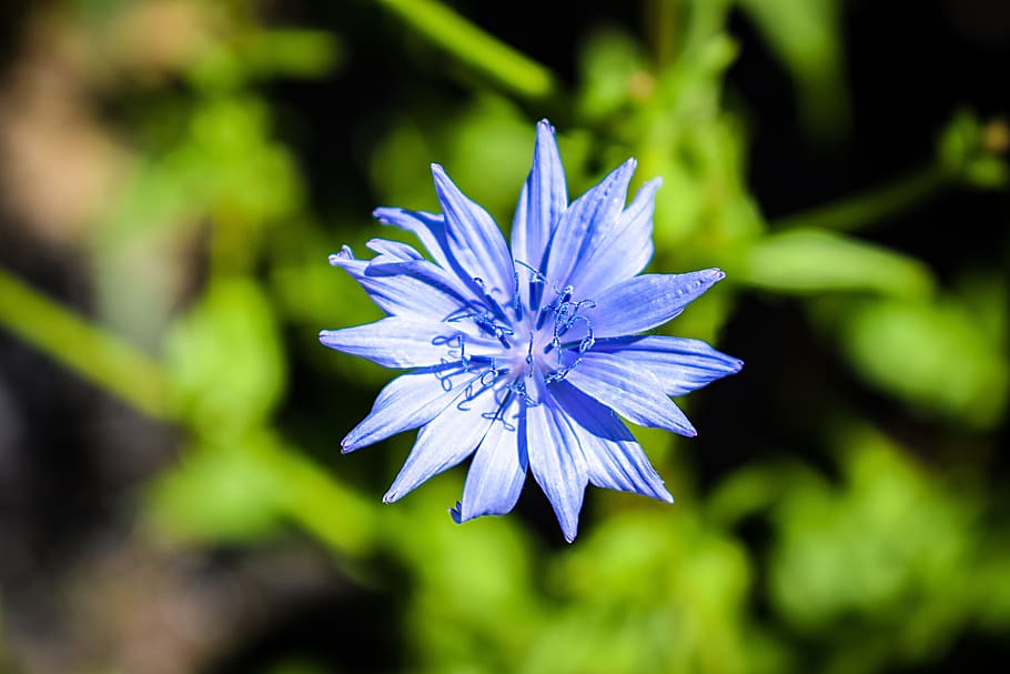 flower, blue, centaurea cyanus, weed, plant, floral backgrounds, HD wallpaper