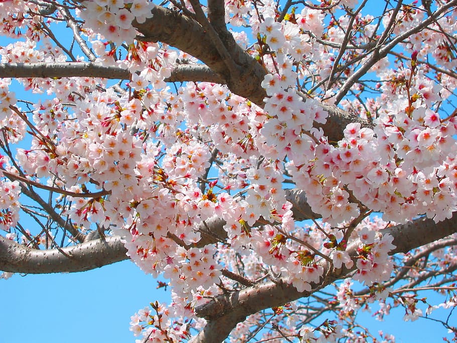 Cherry, Cherry, Cherry Blossoms, Spring, Pink, flowers, natural HD wallpaper