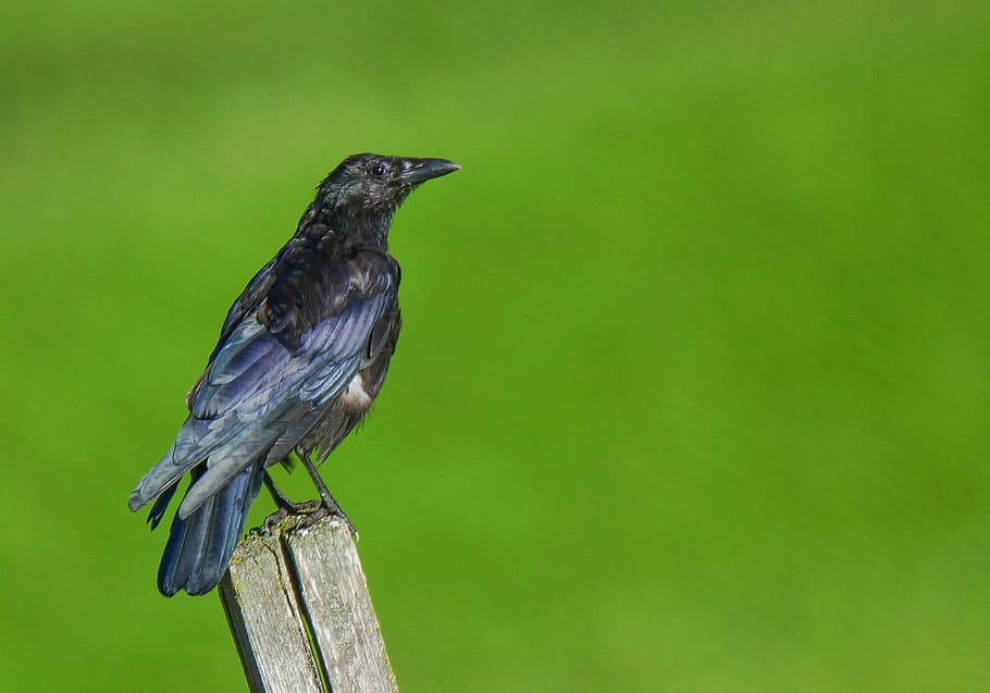 crow, bird, animal, birds, nature, feathers, beak, nero, green, HD wallpaper