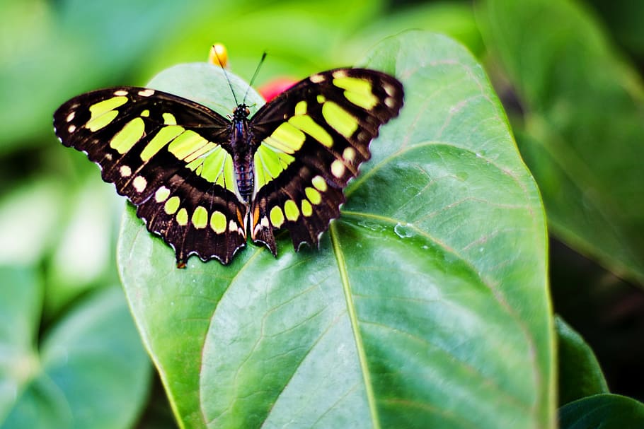 malachite butterfly on green leaf plant, nature, spring, insect HD wallpaper
