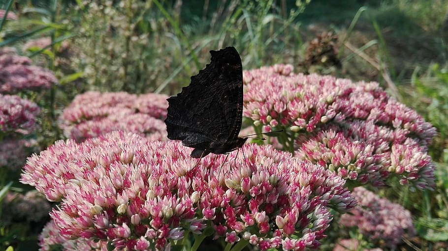 butterfly, flowers, pollination, flowering plant, beauty in nature HD wallpaper