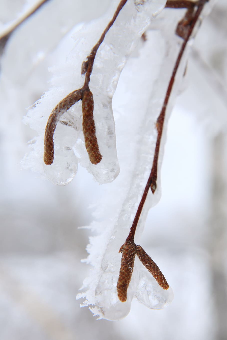 Branch, Brown, Birch, Cold, Frost, frozen, ice, flower, flowers HD wallpaper