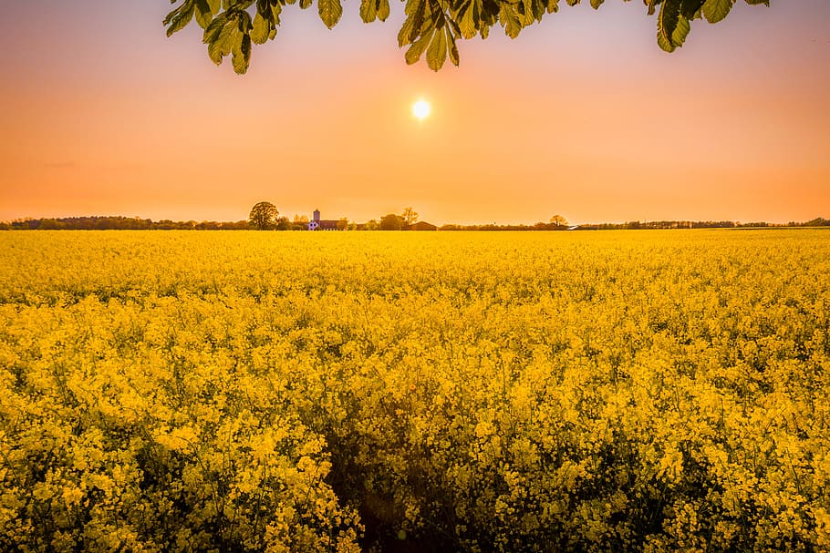 golden hour photography of yellow flower field, yellow Rapeseed field during golden hour