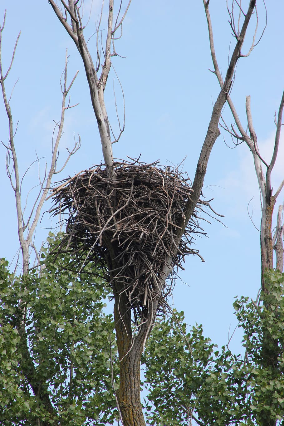 nest, bald eagles nest, bird, wildlife, tree, wilderness, nature HD wallpaper