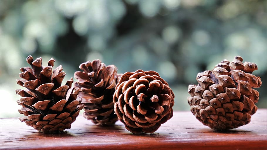 selective focus photography of four pine cones on brown board HD wallpaper