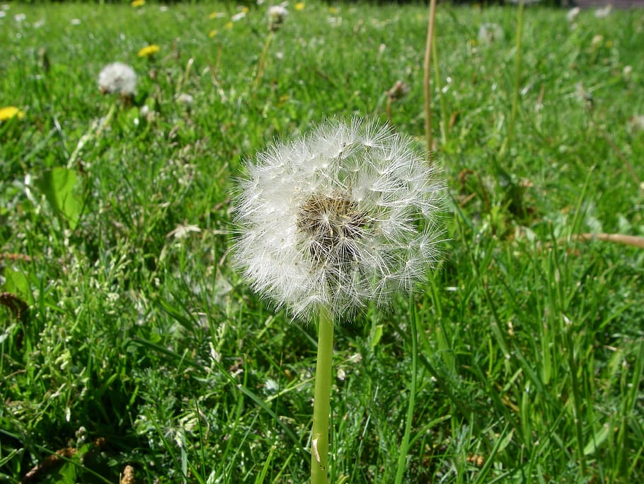 dandelion, seeds, botany, plant, flower, flowering plant, fragility HD wallpaper