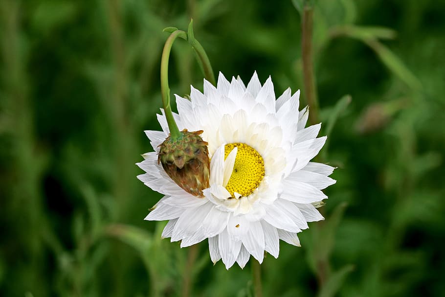 paper daisy, bloom, australian, spring, white, native, blooming HD wallpaper