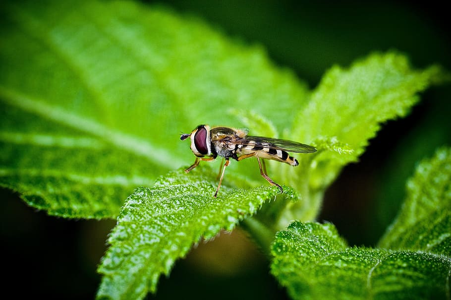 etc, insects, bug, and so on and, wipes, green, makro, affix HD wallpaper