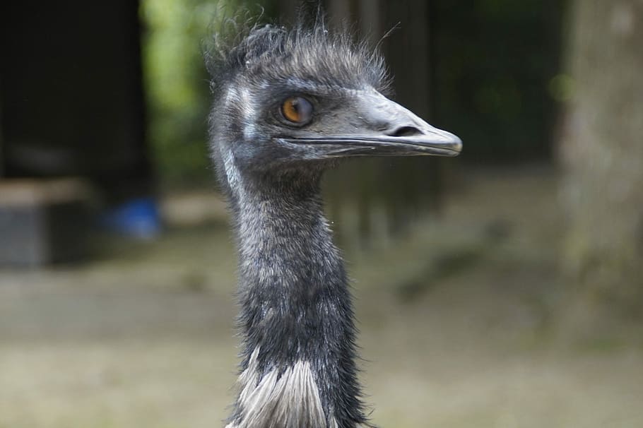 Emu, Flightless Bird, Bird, Bird, Head, Animal, flightless laufvogel HD wallpaper