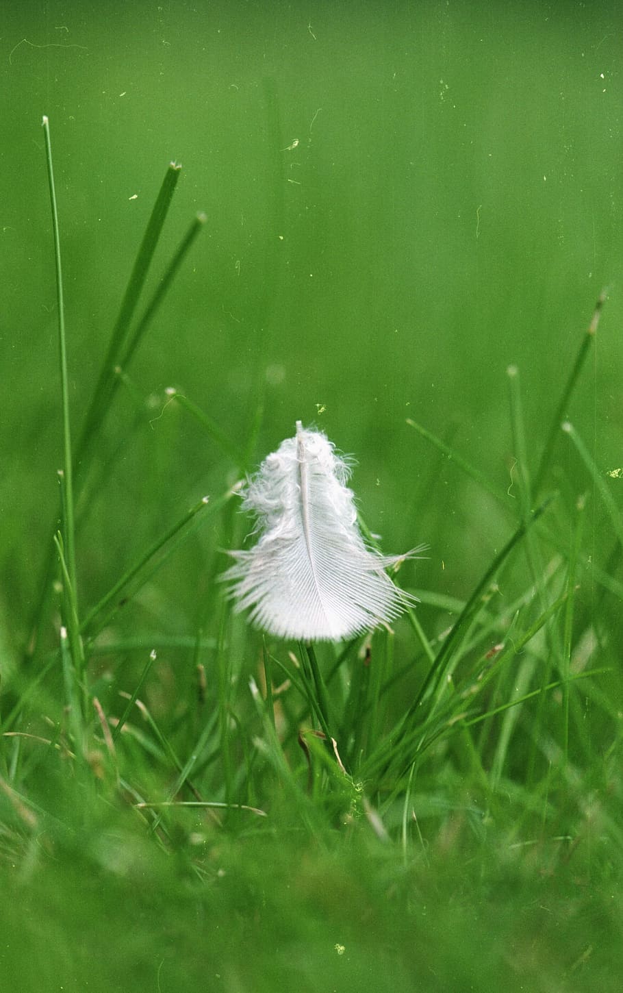 feather, green, grass, bird, dreamy, nature, mysterious, dandelion HD wallpaper