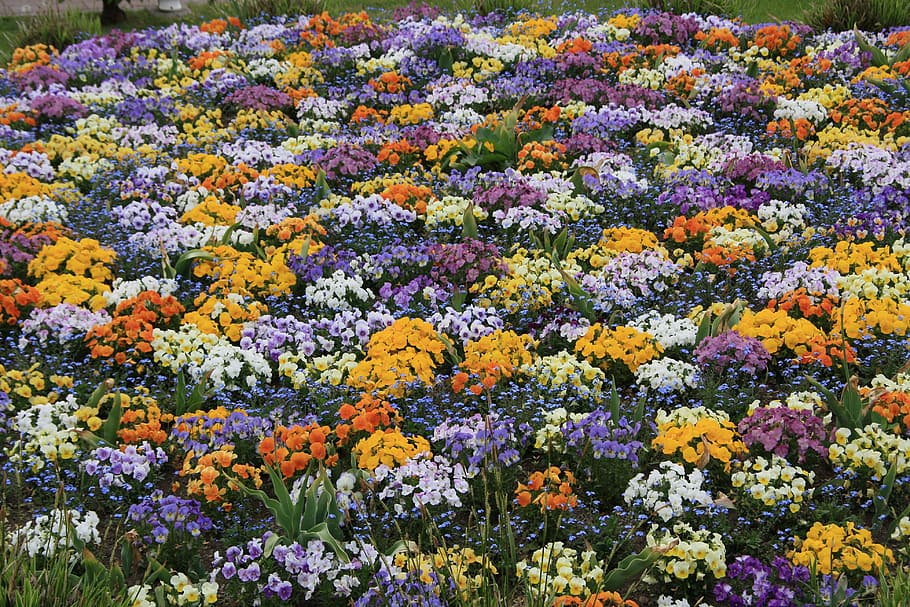 Pansy, Flower Bed, Spring, spring flowers, park, colorful, purple HD wallpaper