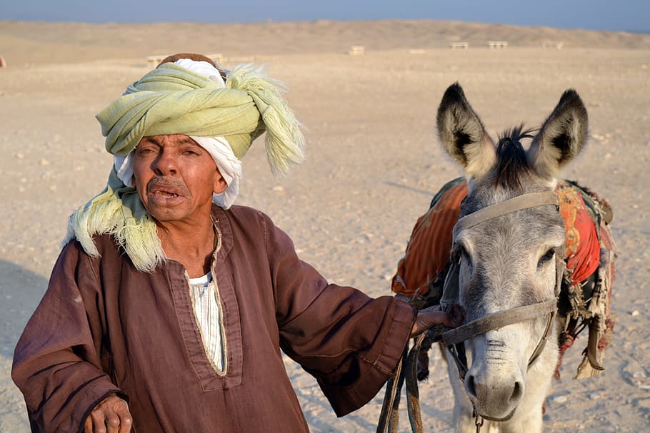 man wearing brown long-sleeved shirt near donkey, cairo, egypt HD wallpaper